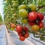 Last month, Backyard Farms had to destroy its entire crop of 420,000 tomato plants due to an infestation of whiteflies.